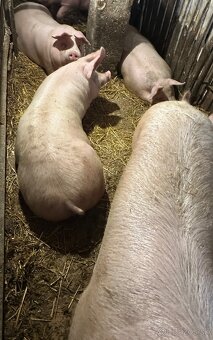 Predám jatočné ošípané - 2