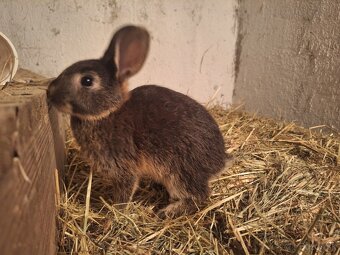 Predávam zakrslé králiky - 2