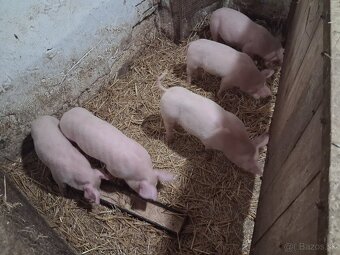 Predam odstavčata - 2