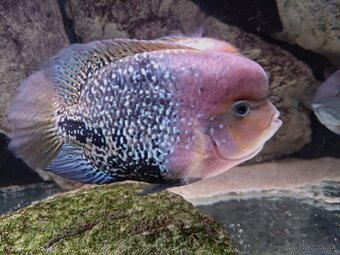 Vieja synspila blue spotted - 2