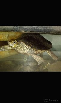 Predám korytnačku mapovu s príslušenstvom - 2