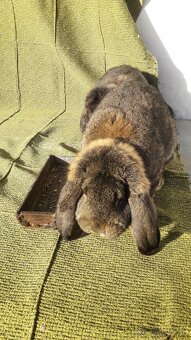 Francuzsky baran - samec - 2