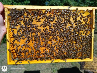 Predám včely - 2