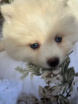 Pomsky / Pomeranian / Husky - 2