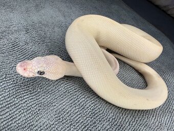 Predám nádherne mladé Python Regius 2024 - 2