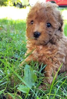 Pudel Pudlik mini toy ❣️ - 2
