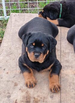 Šteniatka Rottweilera, Rottweiler, Rotvajler,Rottweiler s PP - 2