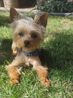 Yorkshire Terrier, York, Jork, Yorkshirsky teriér, šteniatka - 2