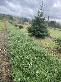 Sadenice borovica čierna - 2