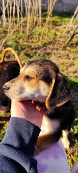 Darujem šteniatka - 2