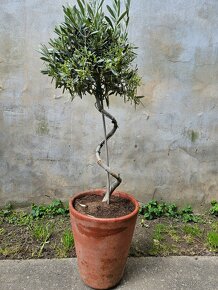 Olivovník -Olea europaea-oliva - 2