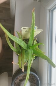 Aloe vera - 2