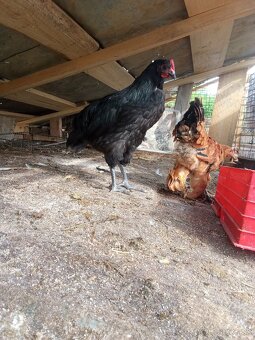 Predám kohútikov Brahman a Australorp - 2