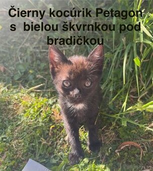 Darujeme krásne mačiatka - 2