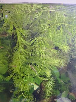 Poeciliopsis prolifica živorodky - 2