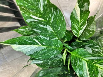 Spathiphyllum Diamond - Lopatkovec - 2
