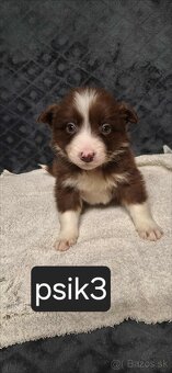 Border Kolia šteniatka - 2