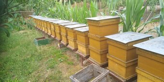 Predám včely - 2