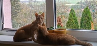 Muro a Zoro hladaju domov - 2