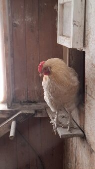 Mladého Kohúta - 2