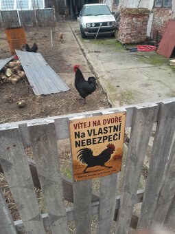 Predám austrálskeho čierného kohúta - 2