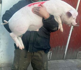 Odstavčata 35kg - 2