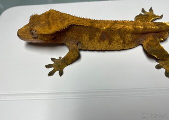 Pagekon riasnaty - 2