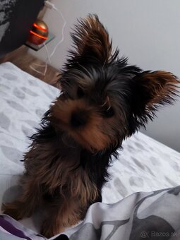 Yorkshire teriér - 2