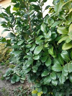 Vavrinovec 200cm - 2