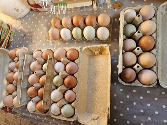 Ponúkam domáce vajcia - 2