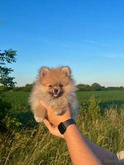 Pomeranian Teddy - 2