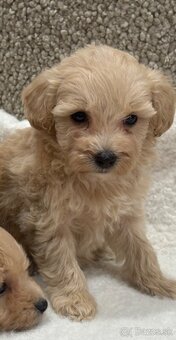Maltipoo - 2