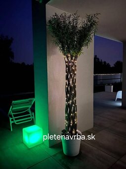 Pletená vŕba salix hit roka - 2