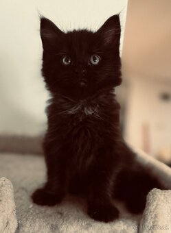 Maine Coon (Mainská myvalia) - 2