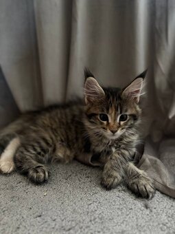 Maine coon mačiatka k odberu - 2