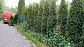Tuja Smaragd, vavrínovec, červienka - Ružomberok - 2
