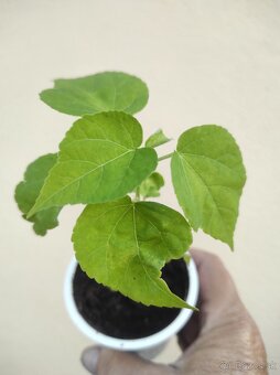 KVETY - 2