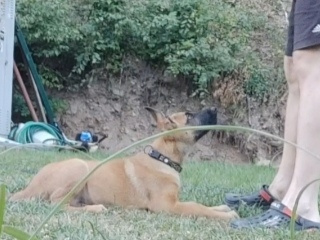 Belgický Malinois - 2