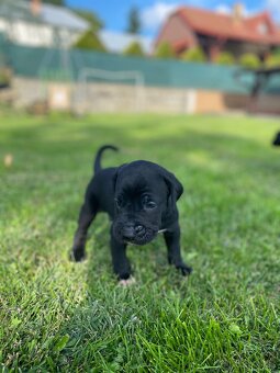 Šteniatka Cane Corso - 2