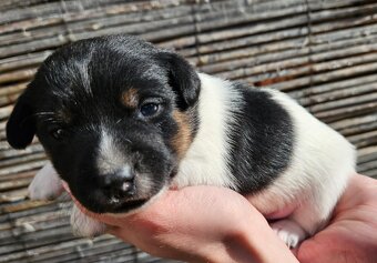 Jack Russell - 2