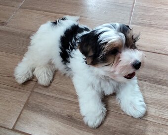 Yorkshire biewer - 2