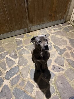 Cane Corso - 2