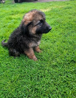 Nemecký ovčiak - 2