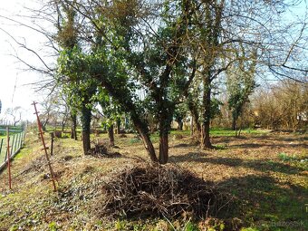 Záhrada nad Karpatskou ulicou - 2