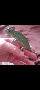 Chameleon jemensky - moznost upravit terarium - 2