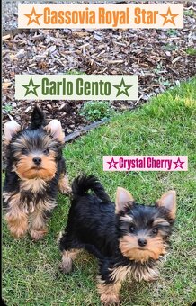 Šteniatko Yorkshire Terrier s PP-REZERVOVANÝ - 2