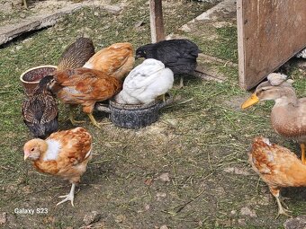 Predám nasadové vajíčka araucana - 2