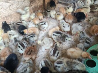 Ponúkame kuriatka 5dňove vakcinovane cena 1,40e - 2