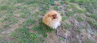 Nemecky pomeriansky špic - 2