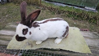 Nemecky obrovity strakac hav. Samec - 2